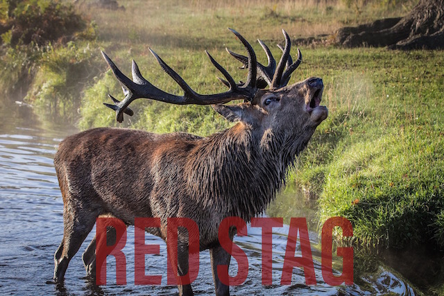Redstag Hunting